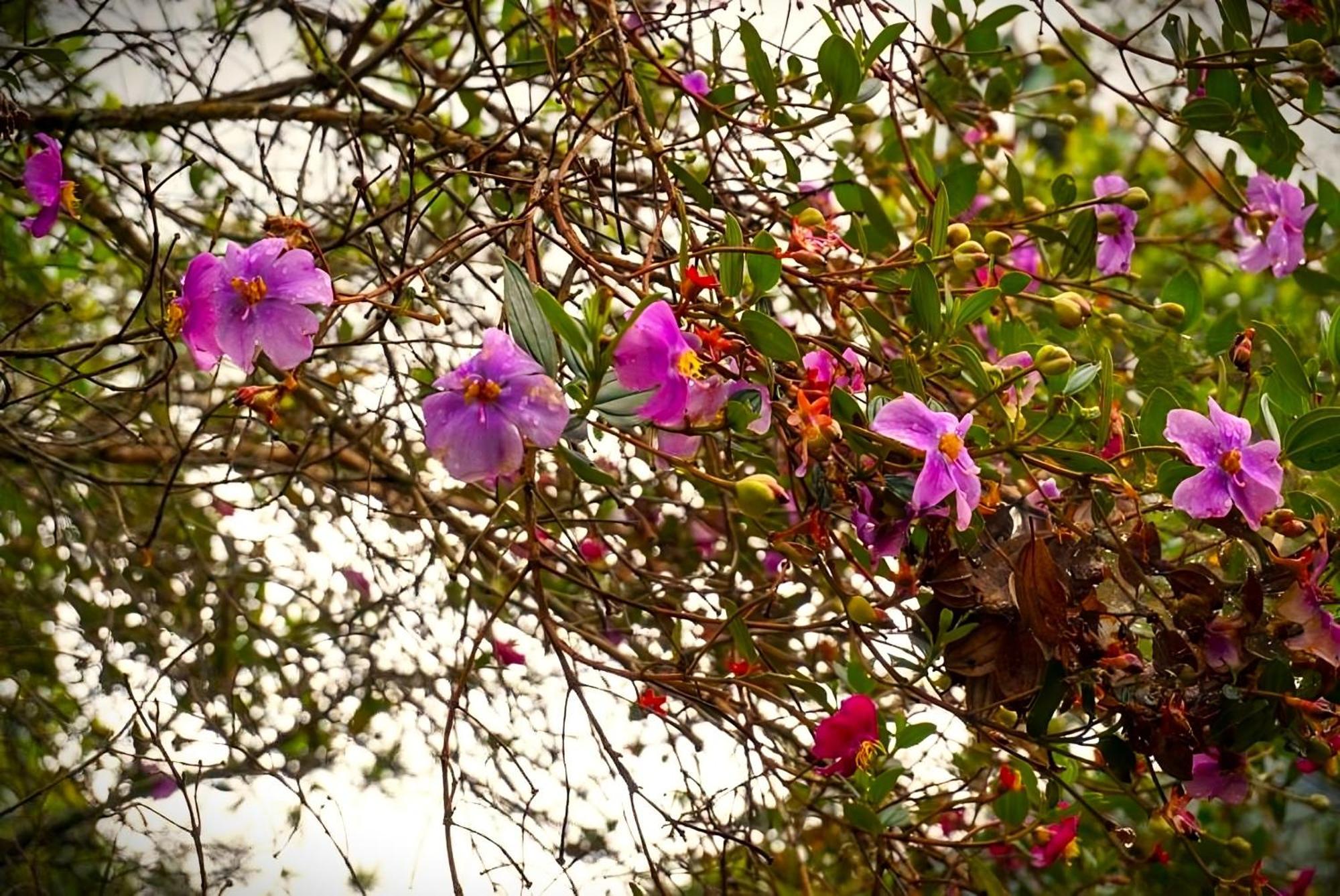 Encanto Minicasitas En Medio De La Naturaleza Santa Elena  Luaran gambar
